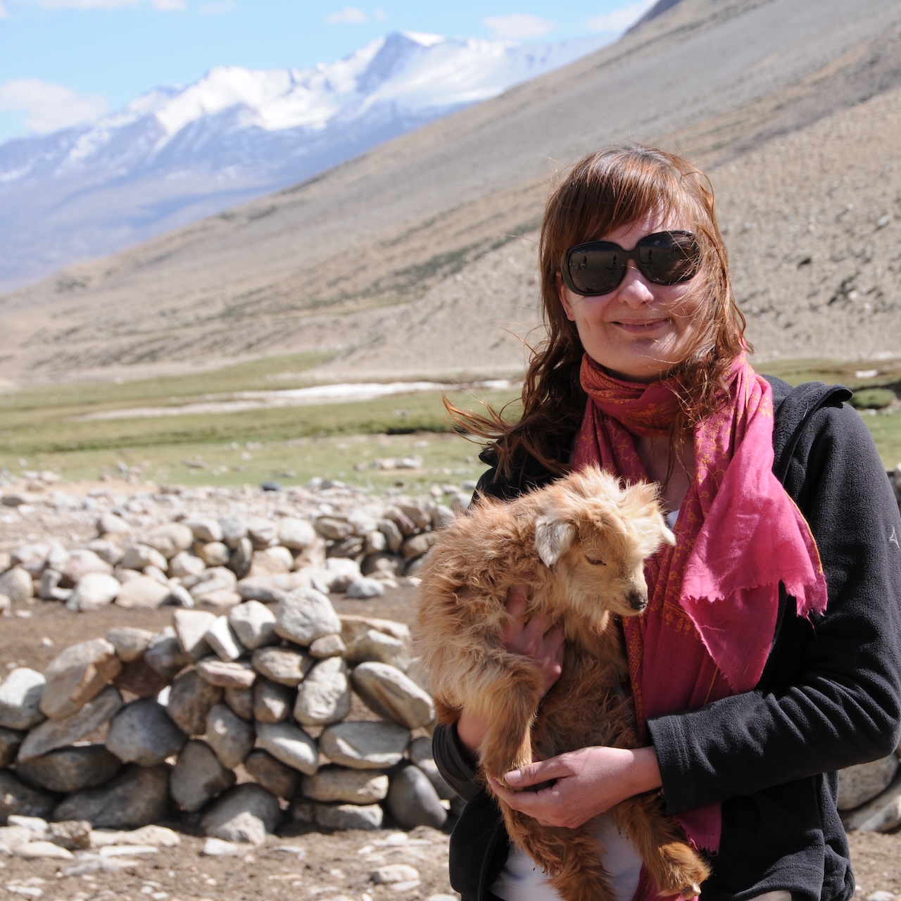 bébé chèvre Pashmina au Ladakh