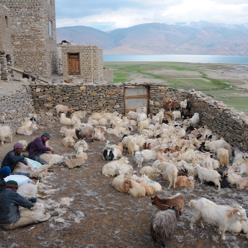 Récolte du Pashmina au Ladakh